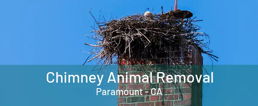 Chimney Animal Removal Paramount - CA