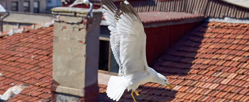 Residential Chimney Animal Removal Solution in Paramount, CA